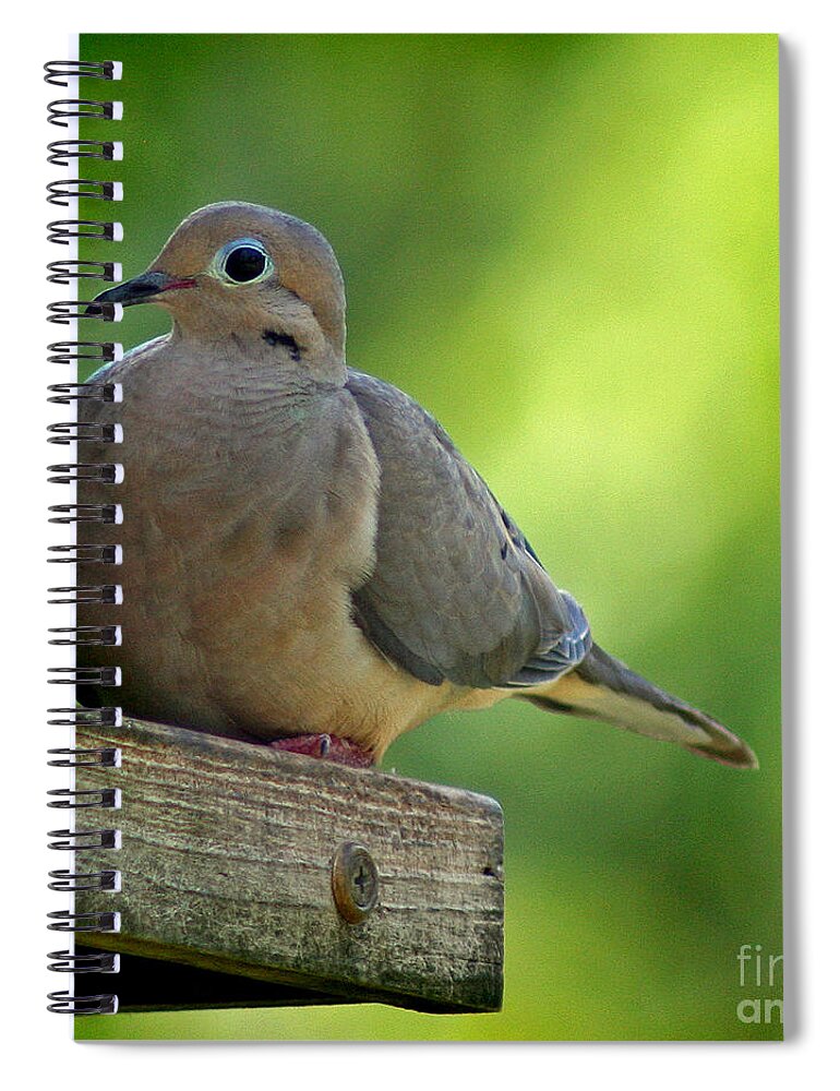 Aviary Spiral Notebook featuring the photograph Mourning Dove at Feeder by Karen Adams