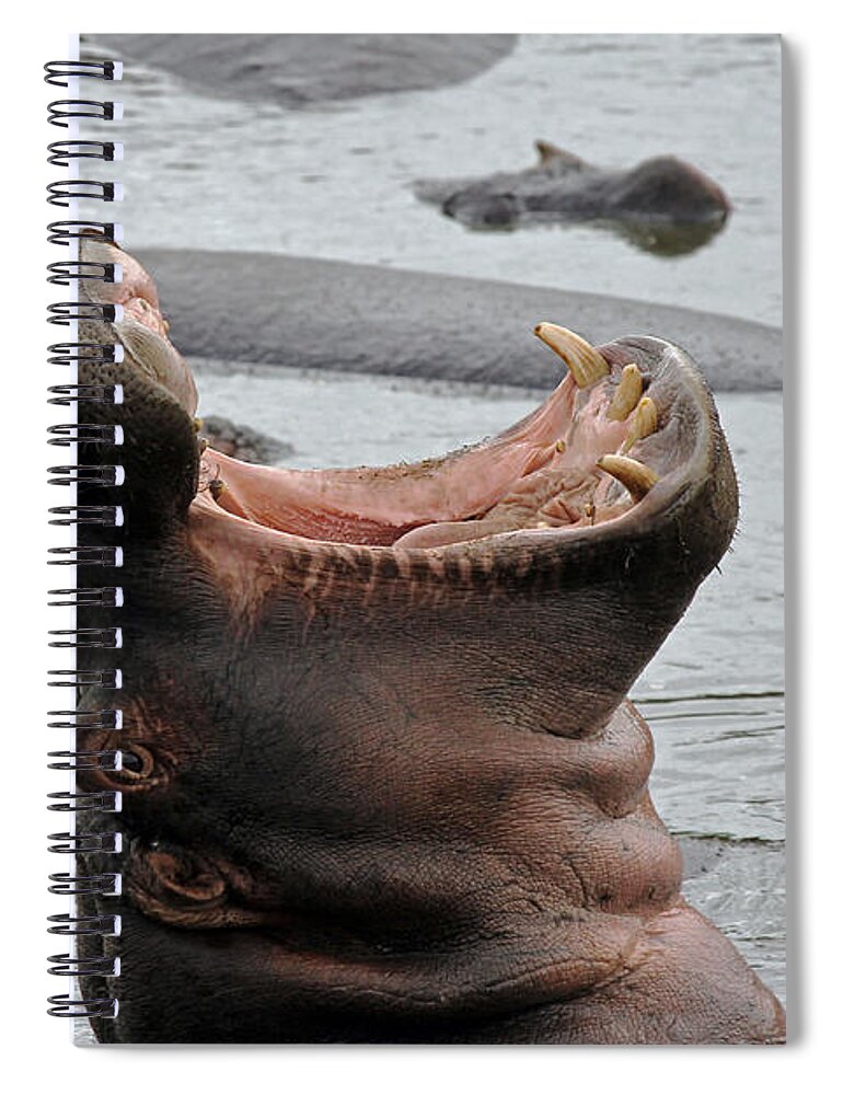 Hippo Spiral Notebook featuring the photograph Mouth wide open by Tony Murtagh