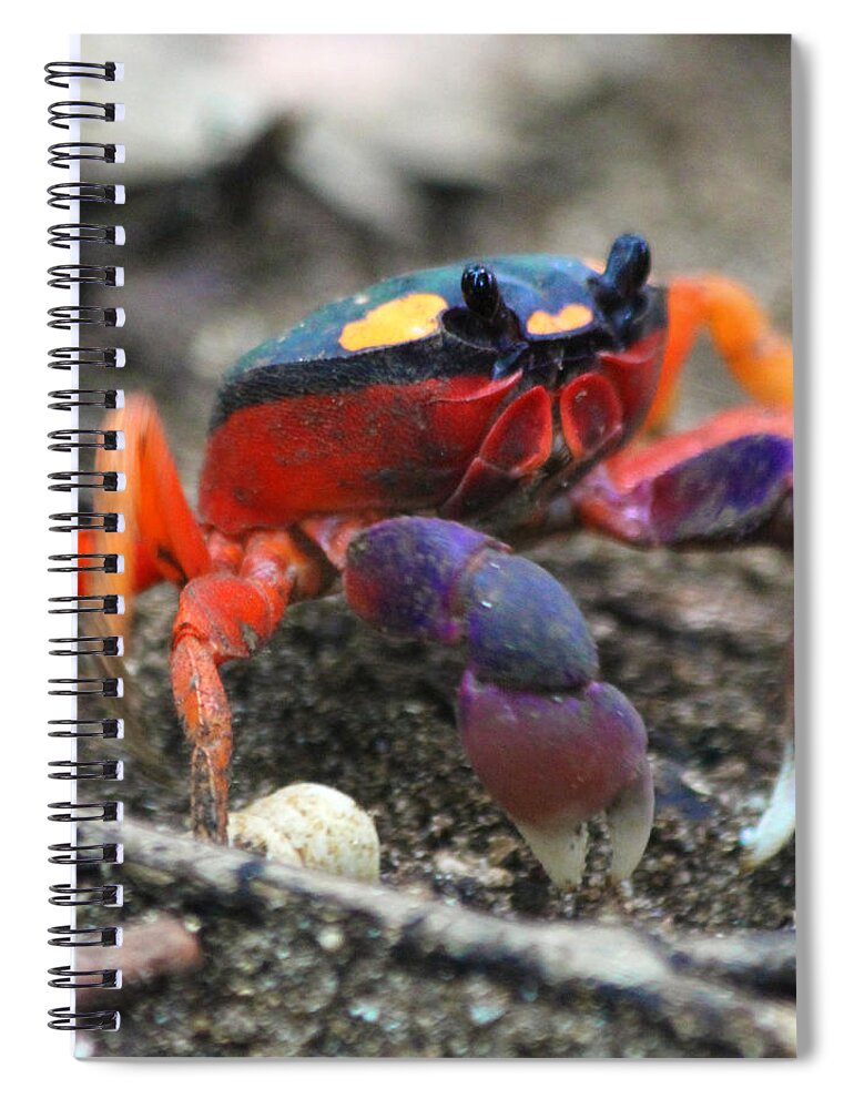 Crab Spiral Notebook featuring the photograph Mouthless Crab by Nathan Miller