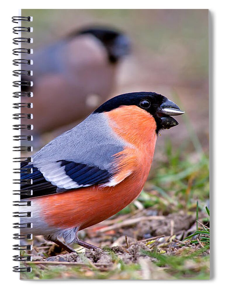 Mr And Mrs Bullfinch Spiral Notebook featuring the photograph Mr and Mrs Bullfinch by Torbjorn Swenelius