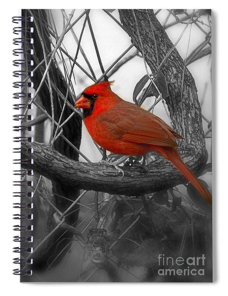 Redbird Spiral Notebook featuring the photograph Mr Cardinal -Card by Sandra Clark