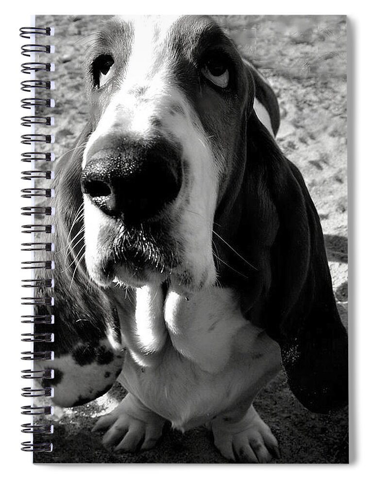 Basset Hound Spiral Notebook featuring the photograph Basset Hound #2 by Marysue Ryan