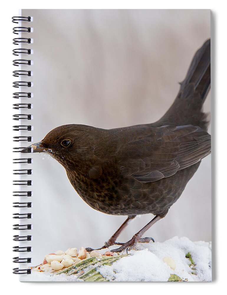 Mrs Blackbird And Peanuts Spiral Notebook featuring the photograph Mrs Blackbird and the peanuts by Torbjorn Swenelius