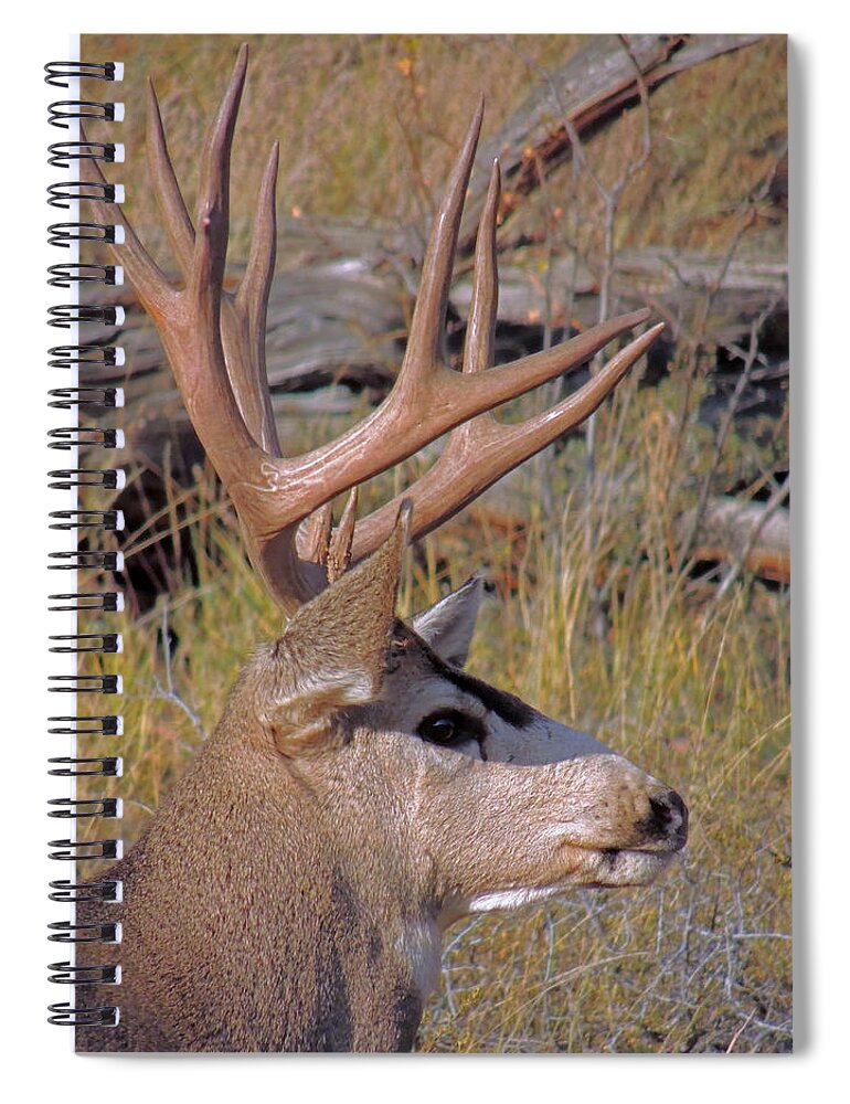 Deer Spiral Notebook featuring the photograph Mule Deer by Lynn Sprowl