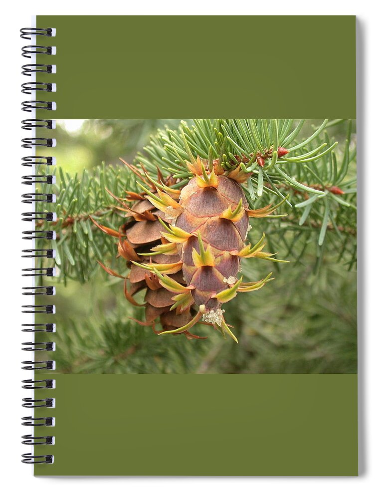 Pine Cone Spiral Notebook featuring the photograph Multiple Generations by Shane Bechler