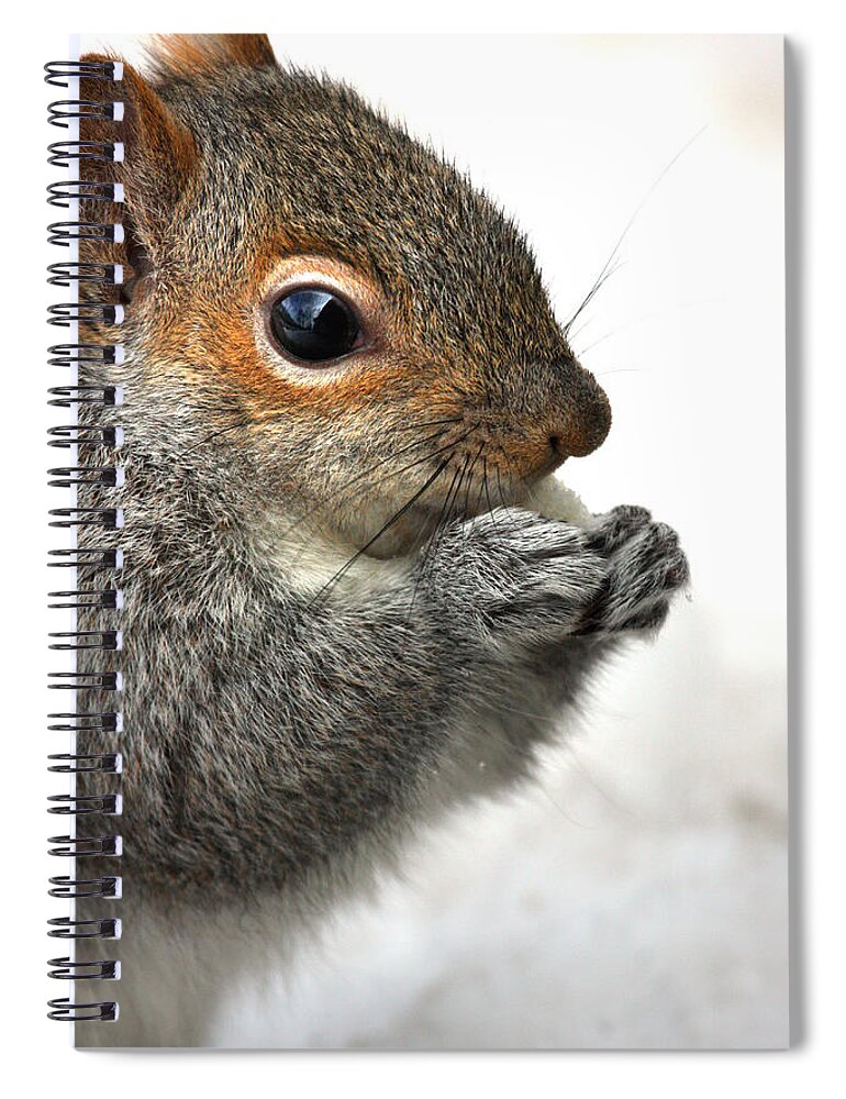 Squirrel Spiral Notebook featuring the photograph Munching by Karol Livote