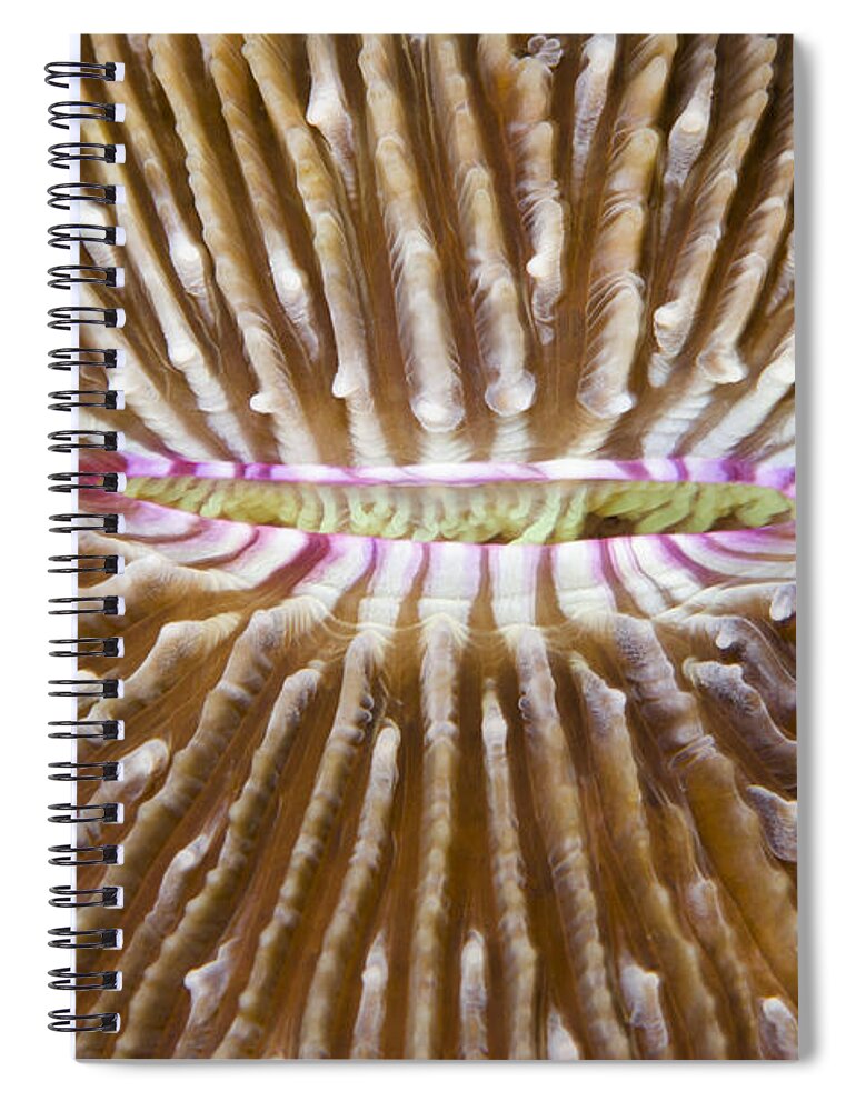 Pete Oxford Spiral Notebook featuring the photograph Mushroom Coral Fiji by Pete Oxford