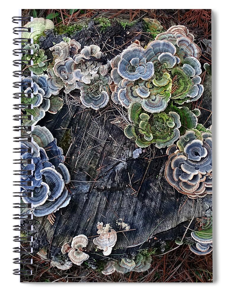 Mushrooms Spiral Notebook featuring the photograph Mushrooms on a Tree Stump by David T Wilkinson