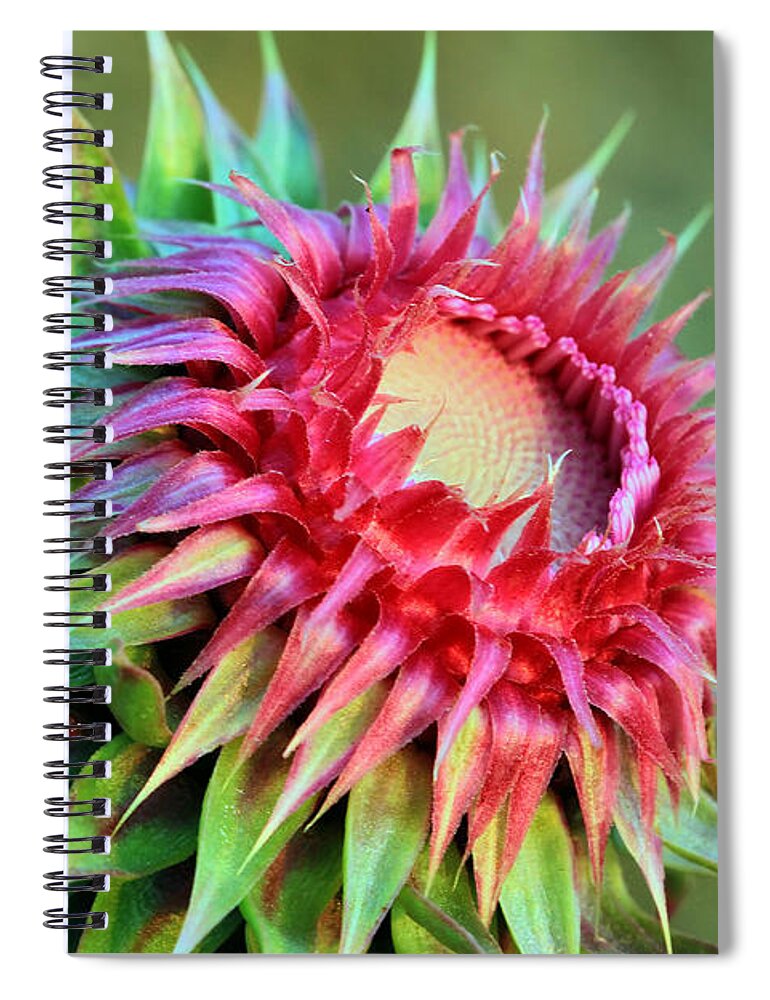 Plant Spiral Notebook featuring the photograph Musk Thistle by Teresa Zieba