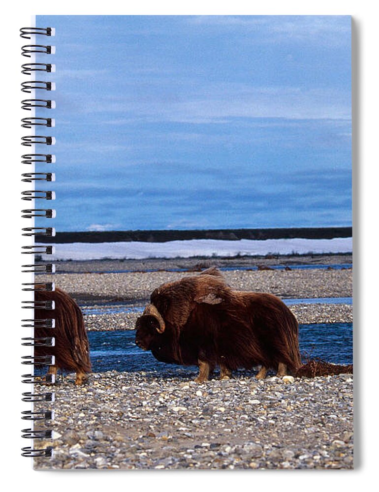 Alaska Spiral Notebook featuring the photograph Muskox Bulls, Arctic Nwr, Alaska by Thomas And Pat Leeson