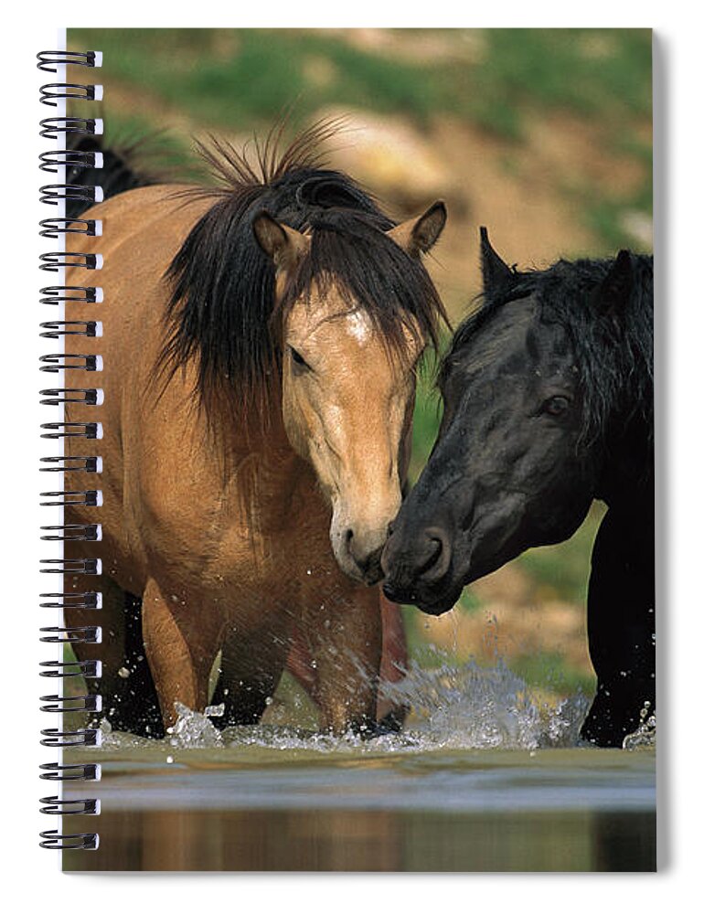 00340043 Spiral Notebook featuring the photograph Mustangs At Waterhole In Summer by Yva Momatiuk and John Eastcott