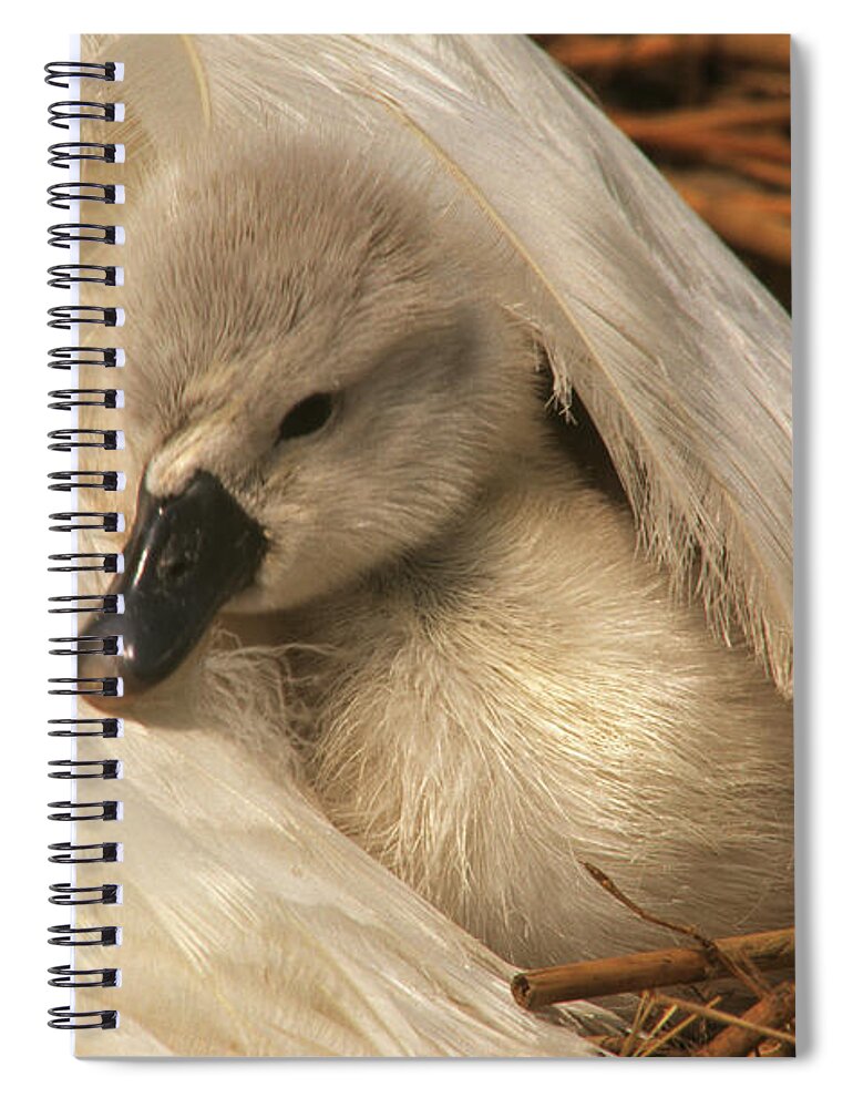 Fn Spiral Notebook featuring the photograph Mute Swan Cygnet Under Wing by Flip De Nooyer