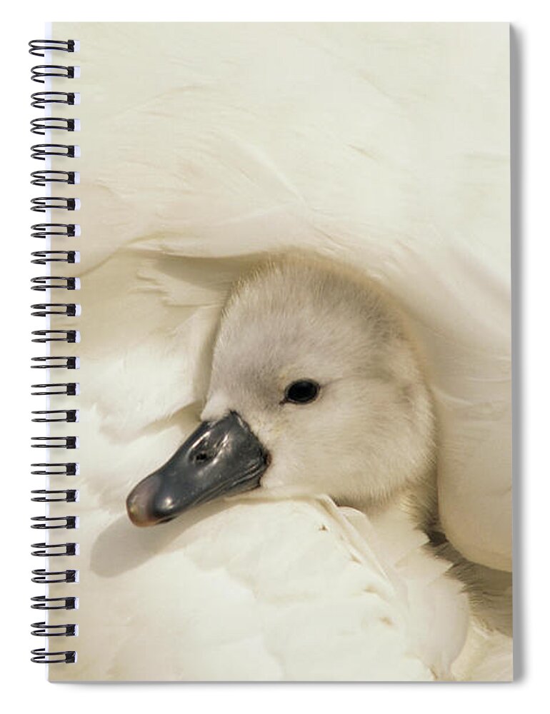 00278828 Spiral Notebook featuring the photograph Mute Swan Cygnet by Flip De Nooyer