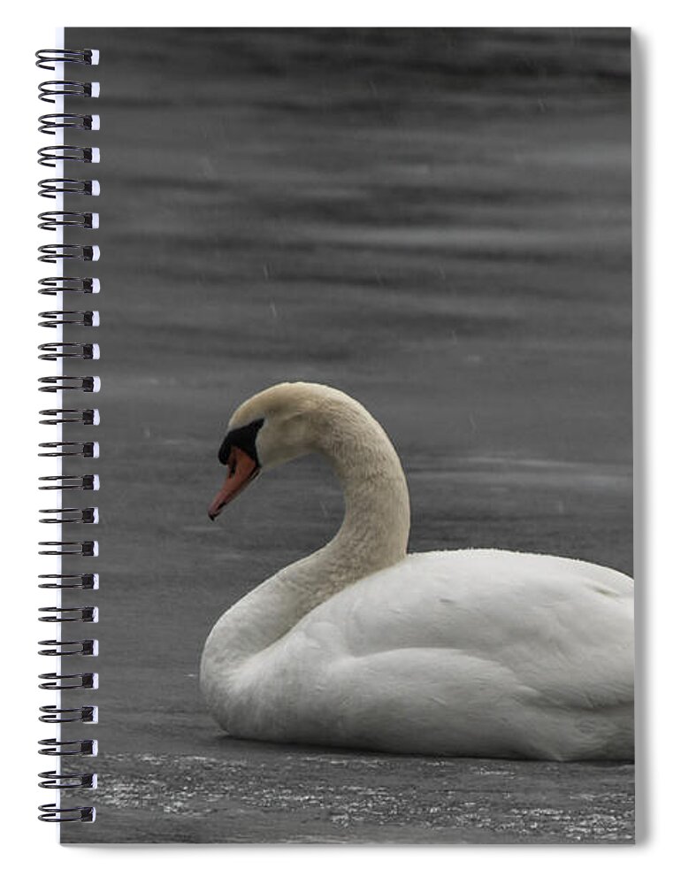 Swan Spiral Notebook featuring the photograph Mute Swan On Ice by Ronald Grogan
