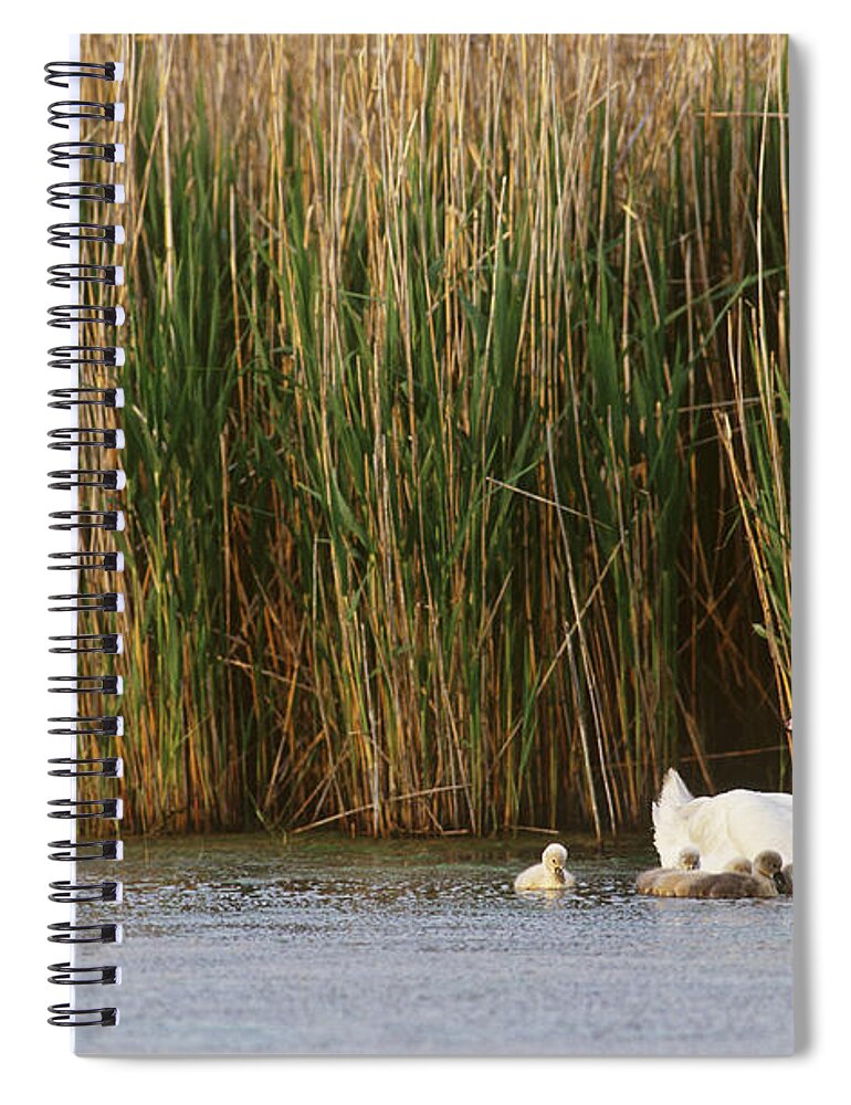 Fauna Spiral Notebook featuring the photograph Mute Swans Cygnus Olor With Young by Art Wolfe