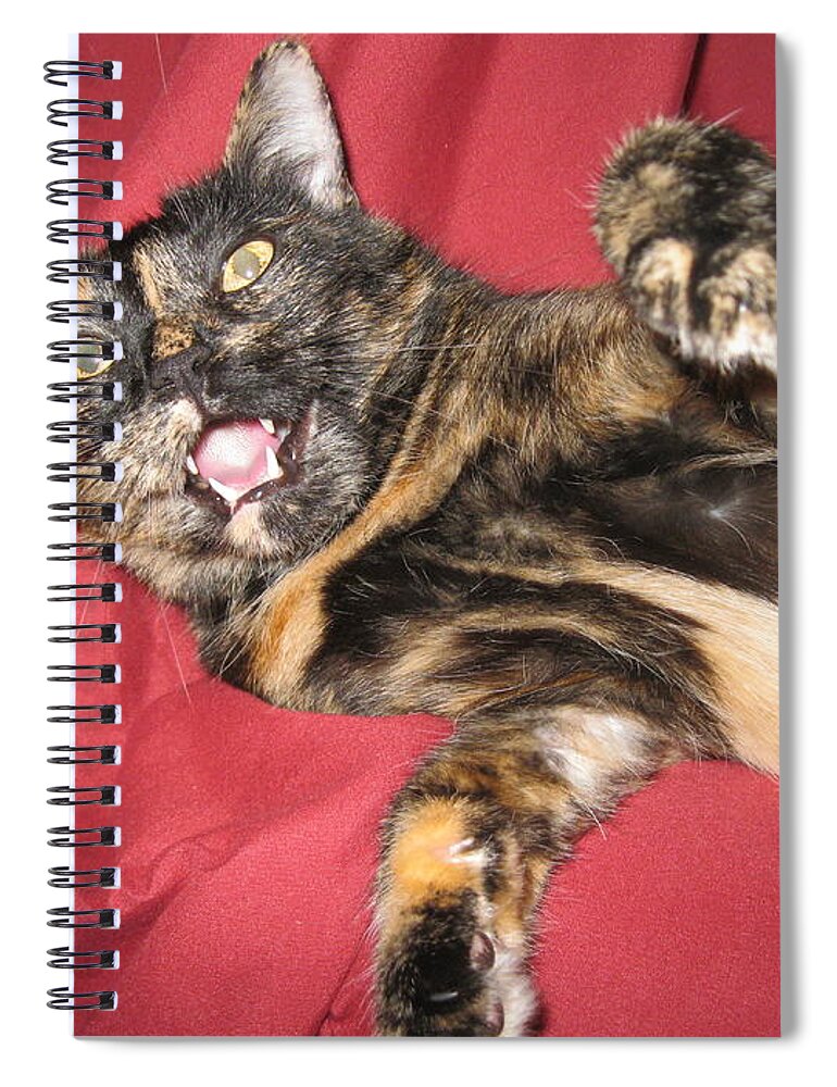 My Funny Cat Spiral Notebook featuring the photograph My Funny Cat by Oksana Semenchenko