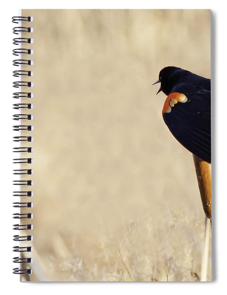 Red-winged Blackbird Spiral Notebook featuring the photograph My Marsh by Jan Killian