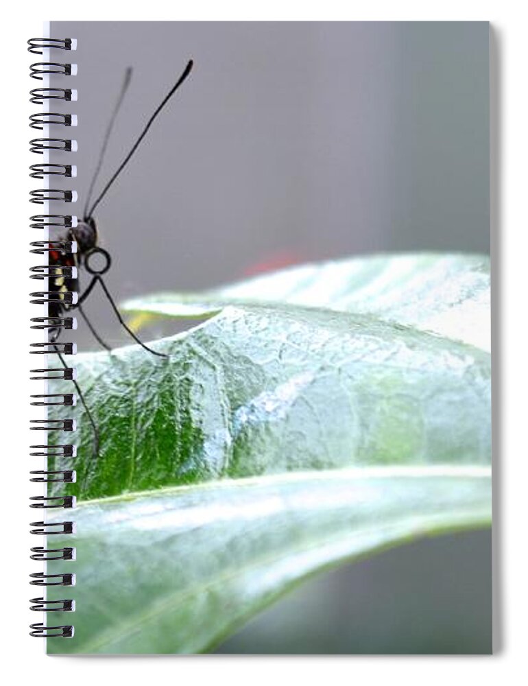 Butterfly Spiral Notebook featuring the photograph My Pretty Butterfly by Carla Carson
