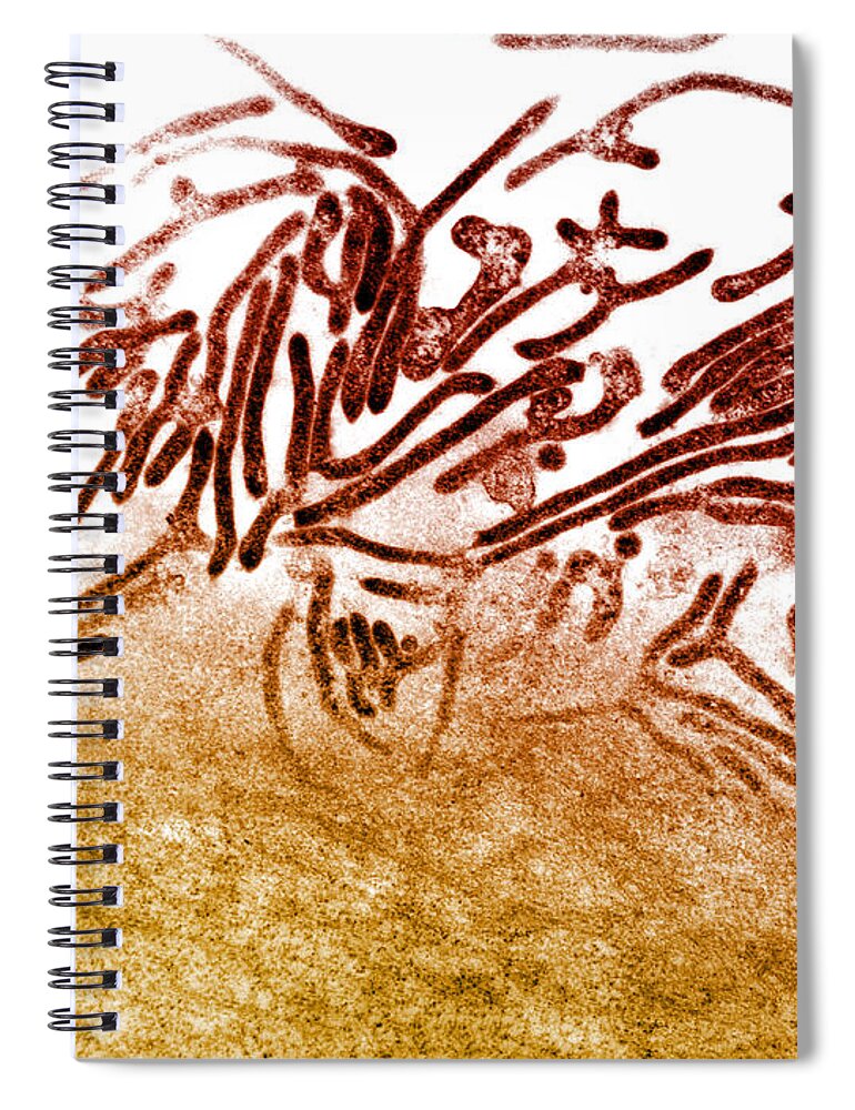 Bacterial Spiral Notebook featuring the photograph Mycoplasma Bacteria, Lm by David M. Phillips
