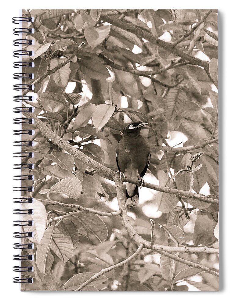 Acridotheres Tristis Spiral Notebook featuring the photograph Myna on branch by SAURAVphoto Online Store