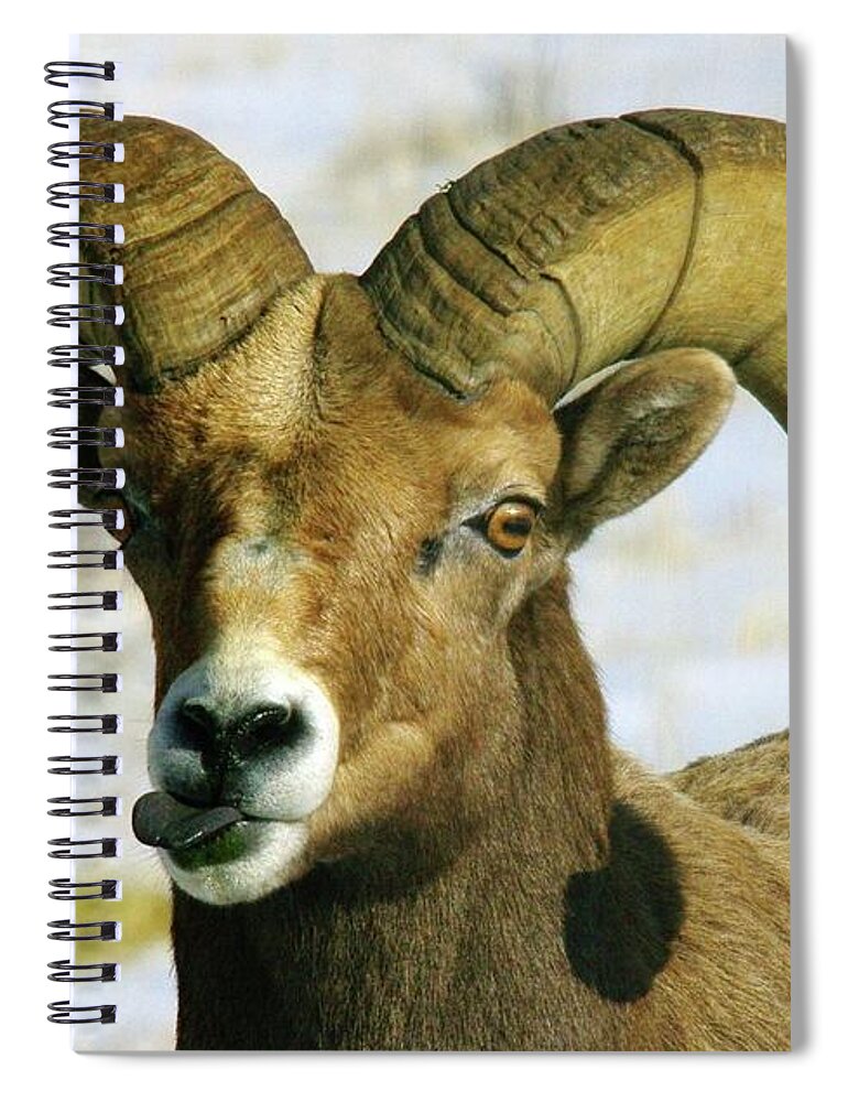 Bighorn Sheep Spiral Notebook featuring the photograph Na Na Nanny Poo by Jeff Swan