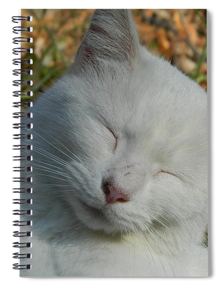 Cat Spiral Notebook featuring the photograph Napping Barn Cat by Kathy Barney