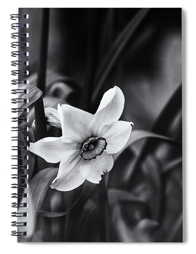 Narcissus Spiral Notebook featuring the photograph Narcissus in the Shadows by Sue Capuano