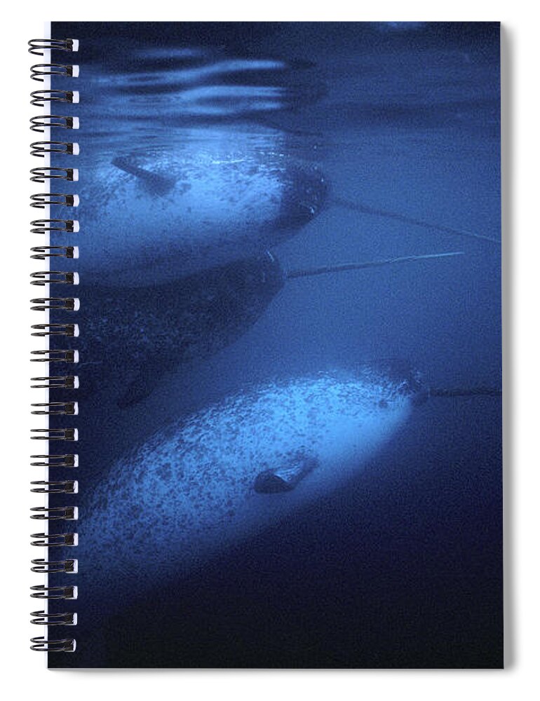 Feb0514 Spiral Notebook featuring the photograph Narwhal Males Underwater Baffin Isl by Flip Nicklin