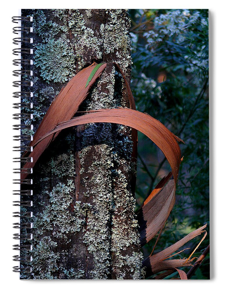 Eucalypt Spiral Notebook featuring the photograph Natural Bands 1 by Evelyn Tambour