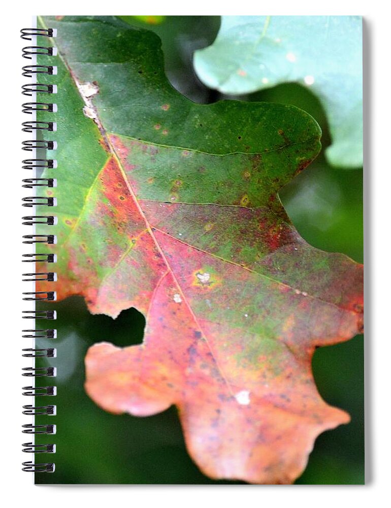 Natural Oak Leaf Abstract Spiral Notebook featuring the photograph Natural Oak Leaf Abstract by Maria Urso