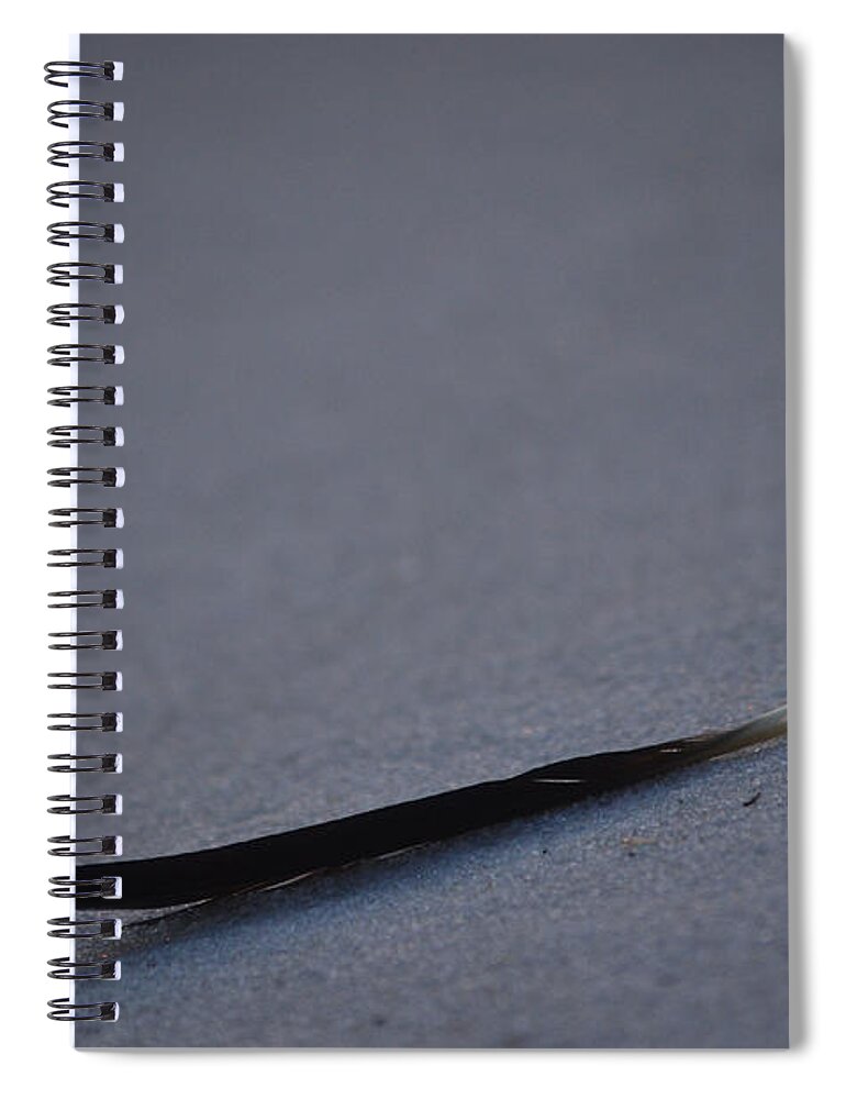 Bird Spiral Notebook featuring the photograph Navarre Beach Solo Bird Feather by Jeff at JSJ Photography