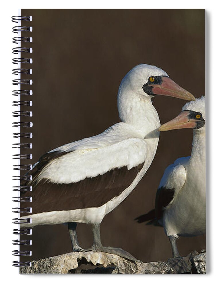 Feb0514 Spiral Notebook featuring the photograph Nazca Booby Pair At Nest Site Galapagos by Tui De Roy