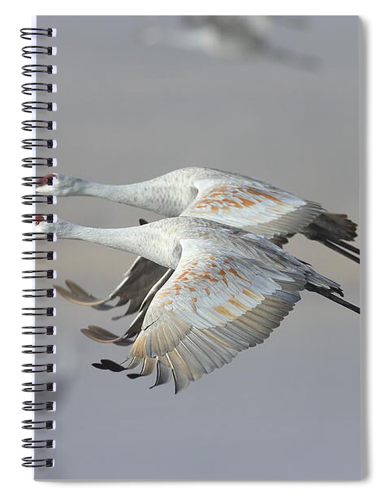 Sandhill Crane Spiral Notebook featuring the photograph Neck n neck by Bryan Keil