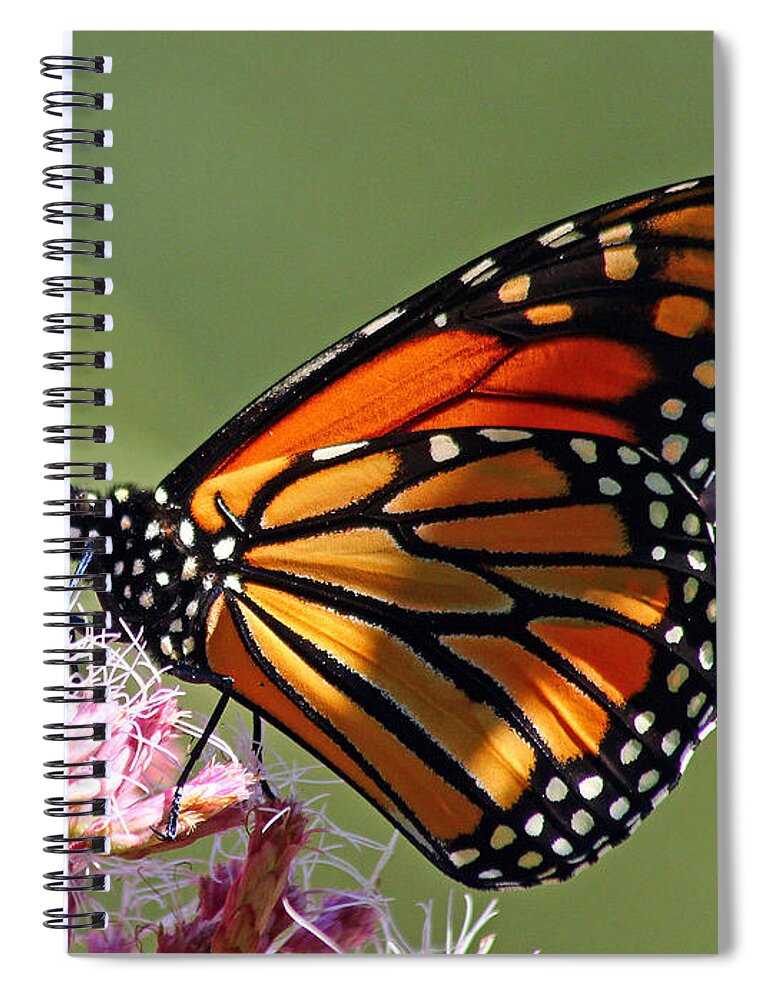 Butterfly Spiral Notebook featuring the photograph Nectaring Monarch Butterfly by Debbie Oppermann