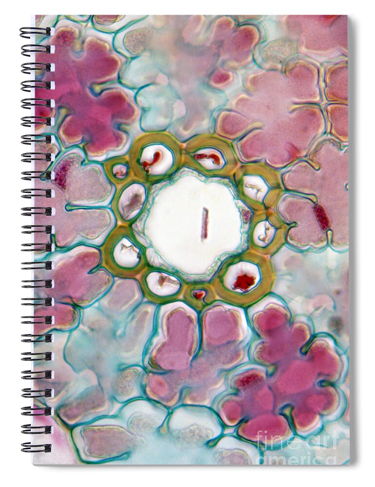Vertical Spiral Notebook featuring the photograph Needle-like Pine Leaf Cross-section Lm by De Agostini Picture Library