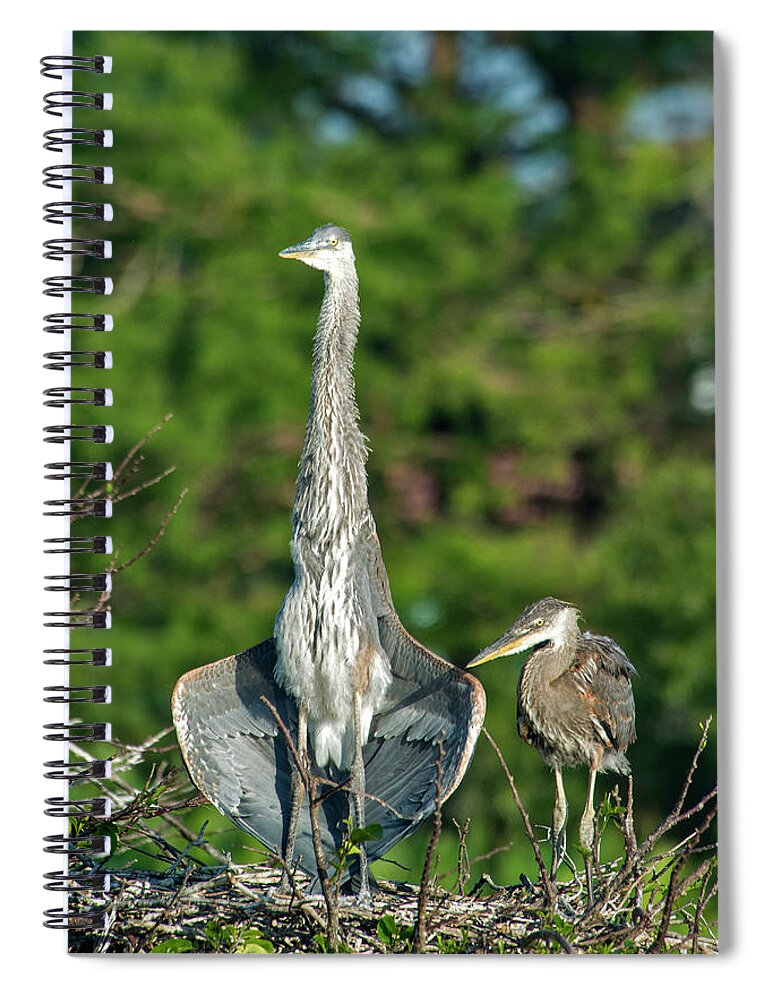 Animal Themes Spiral Notebook featuring the photograph Nesting Great Blue Herons by Mark Newman