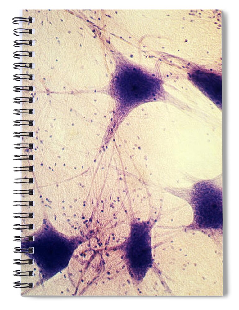 Neuron Spiral Notebook featuring the photograph Neurons In A Human Brain by David M. Phillips