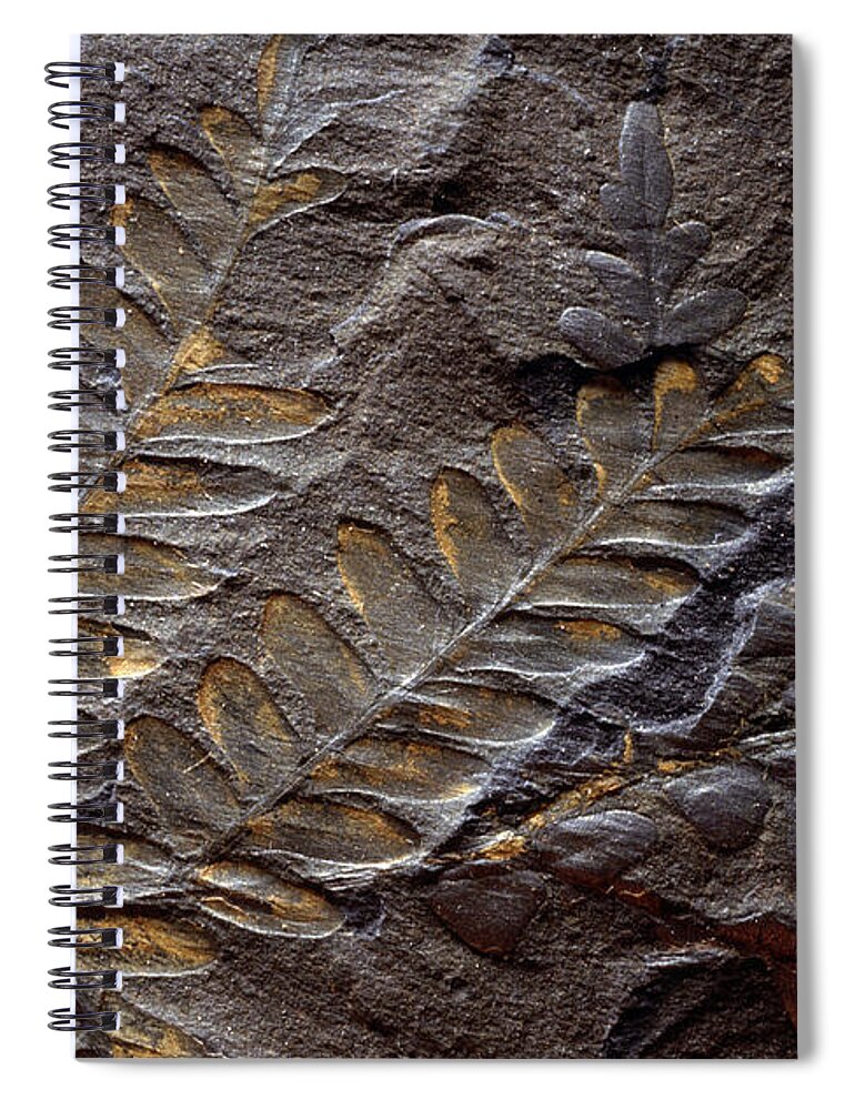 Ancient Spiral Notebook featuring the photograph Neuropteris Fossil by Theodore Clutter