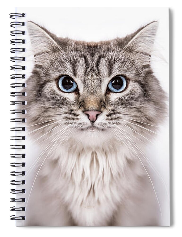Purebred Cat Spiral Notebook featuring the photograph Neva Masquerade by Kevin Vandenberghe