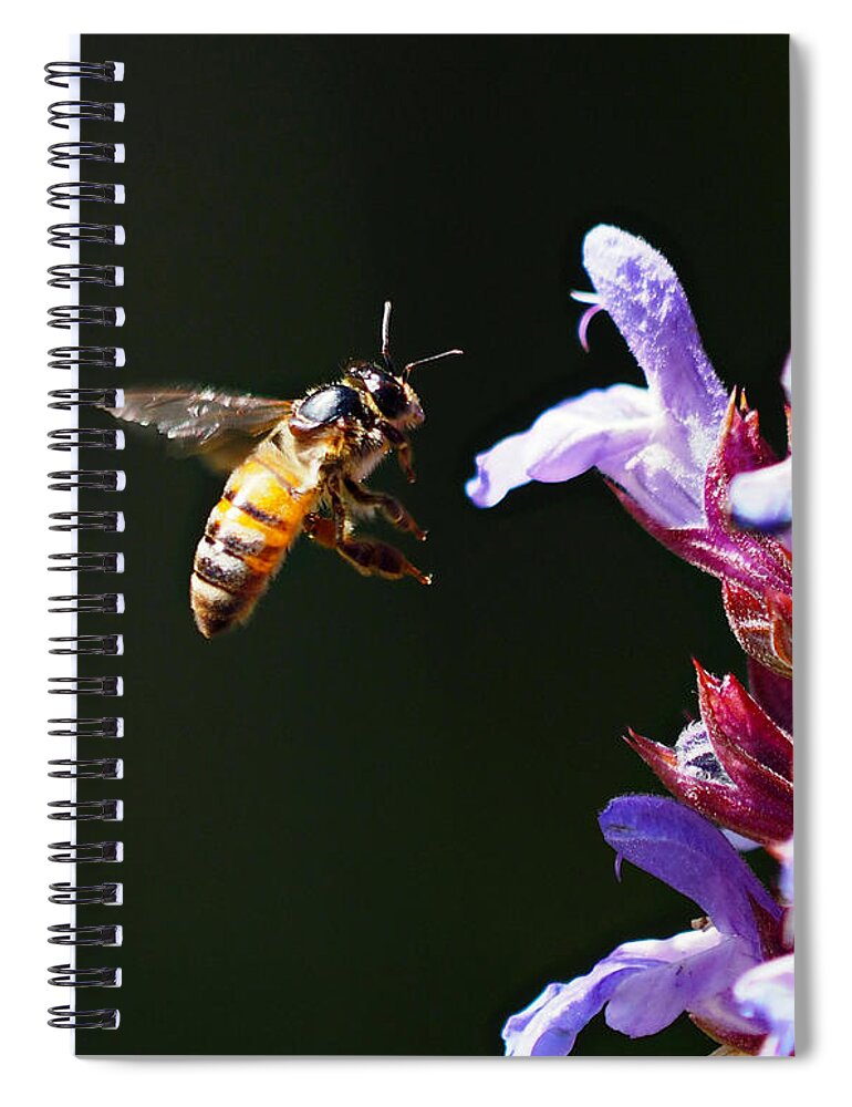 Bees Spiral Notebook featuring the photograph New Rider of the Purple Sage by Joe Schofield