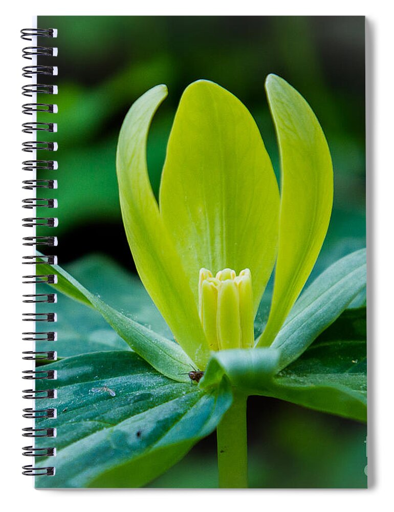 Floral Spiral Notebook featuring the photograph Newly Opened by Sue Karski