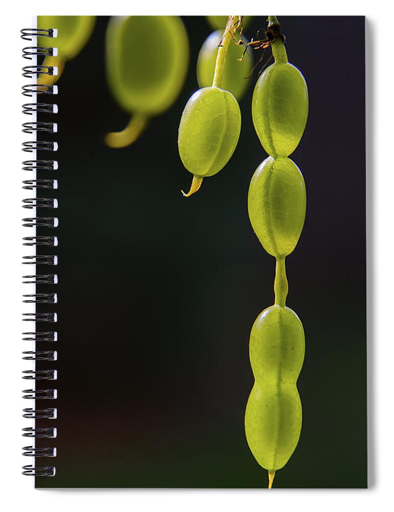 Nature Spiral Notebook featuring the photograph Next Generation by Robert Mitchell