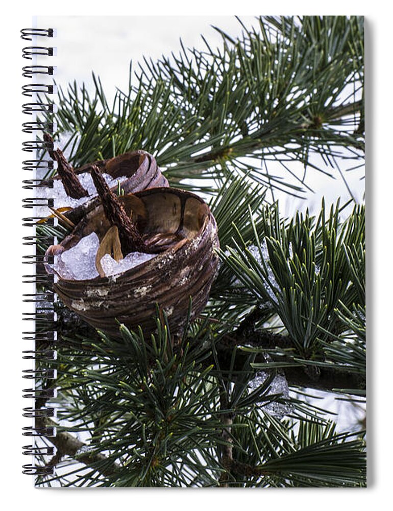 Fir Spiral Notebook featuring the photograph Nibbled by Spikey Mouse Photography