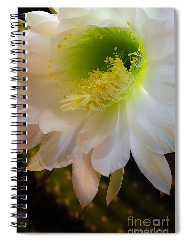 Exhinopsis Candican Spiral Notebook featuring the photograph Nightlight by Tamara Becker