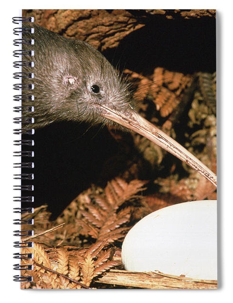Feb0514 Spiral Notebook featuring the photograph North Island Brown Kiwi With Egg New by Mark Jones