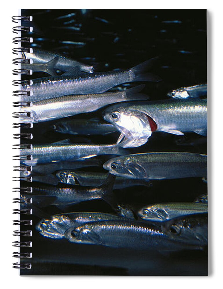 Actinopterygii Spiral Notebook featuring the photograph Northern Anchovy Engraulis Mordax by Richard Hansen