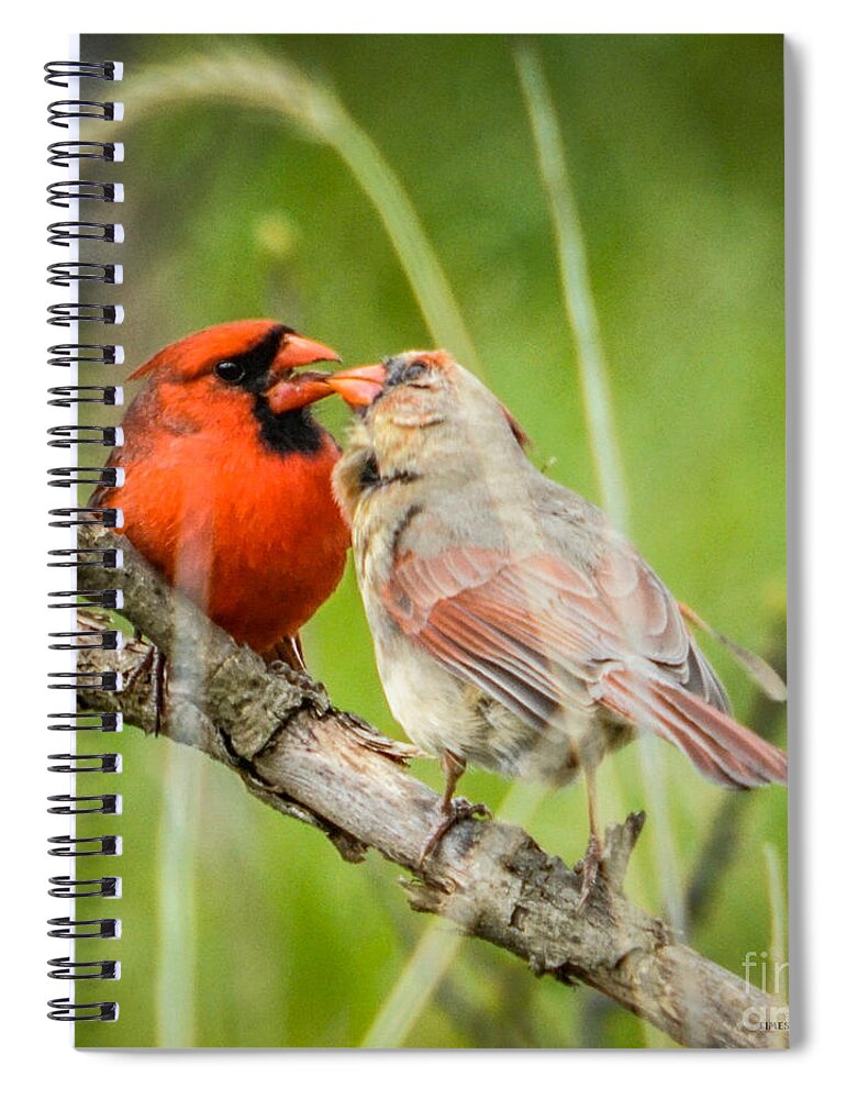Bird Spiral Notebook featuring the photograph Northern Cardinal male and Female by Ronald Grogan