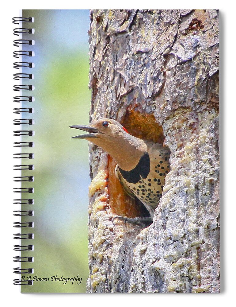 Northern Flicker Spiral Notebook featuring the photograph Northern Flicker in nesting cavity by Barbara Bowen