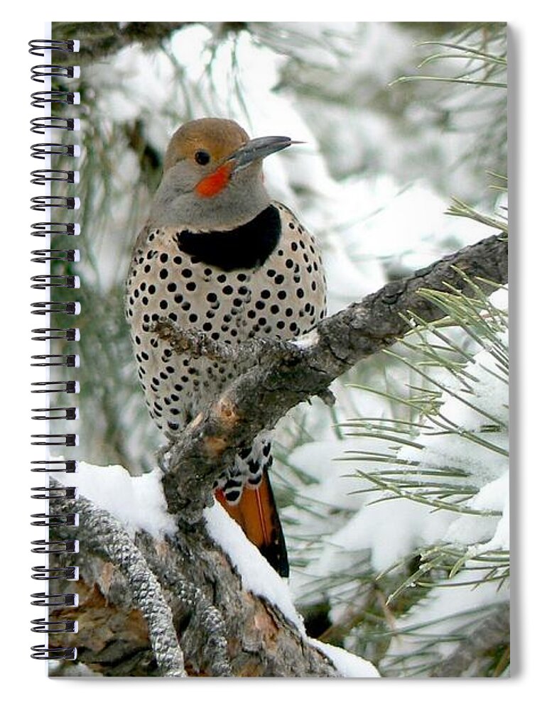 Colorado Spiral Notebook featuring the photograph Northern Flicker on Snowy Pine by Marilyn Burton