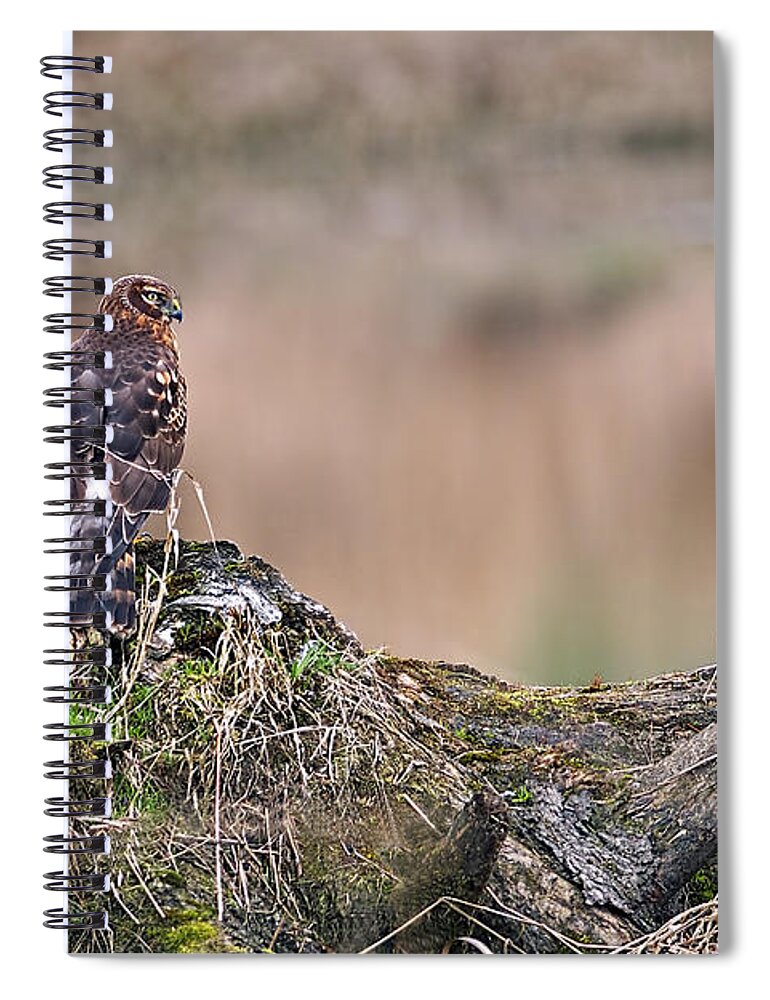 Northern Harrier Spiral Notebook featuring the photograph Northern Harrier Hawk on Stump by Sharon Talson